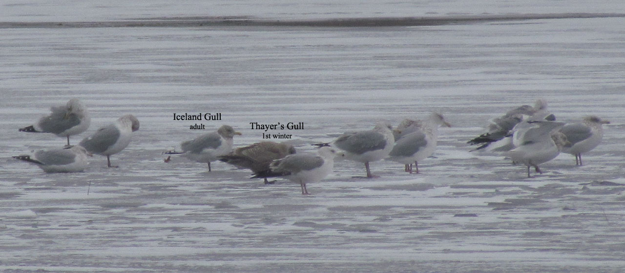 Iceland  Thayers Gulls 12-31-11 Green Lake CBC - The Inlet2.jpg