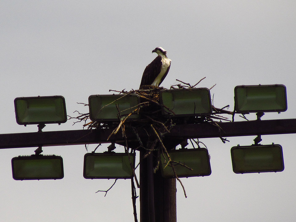 Osprey 5-3-12 GL ballpark2.jpg