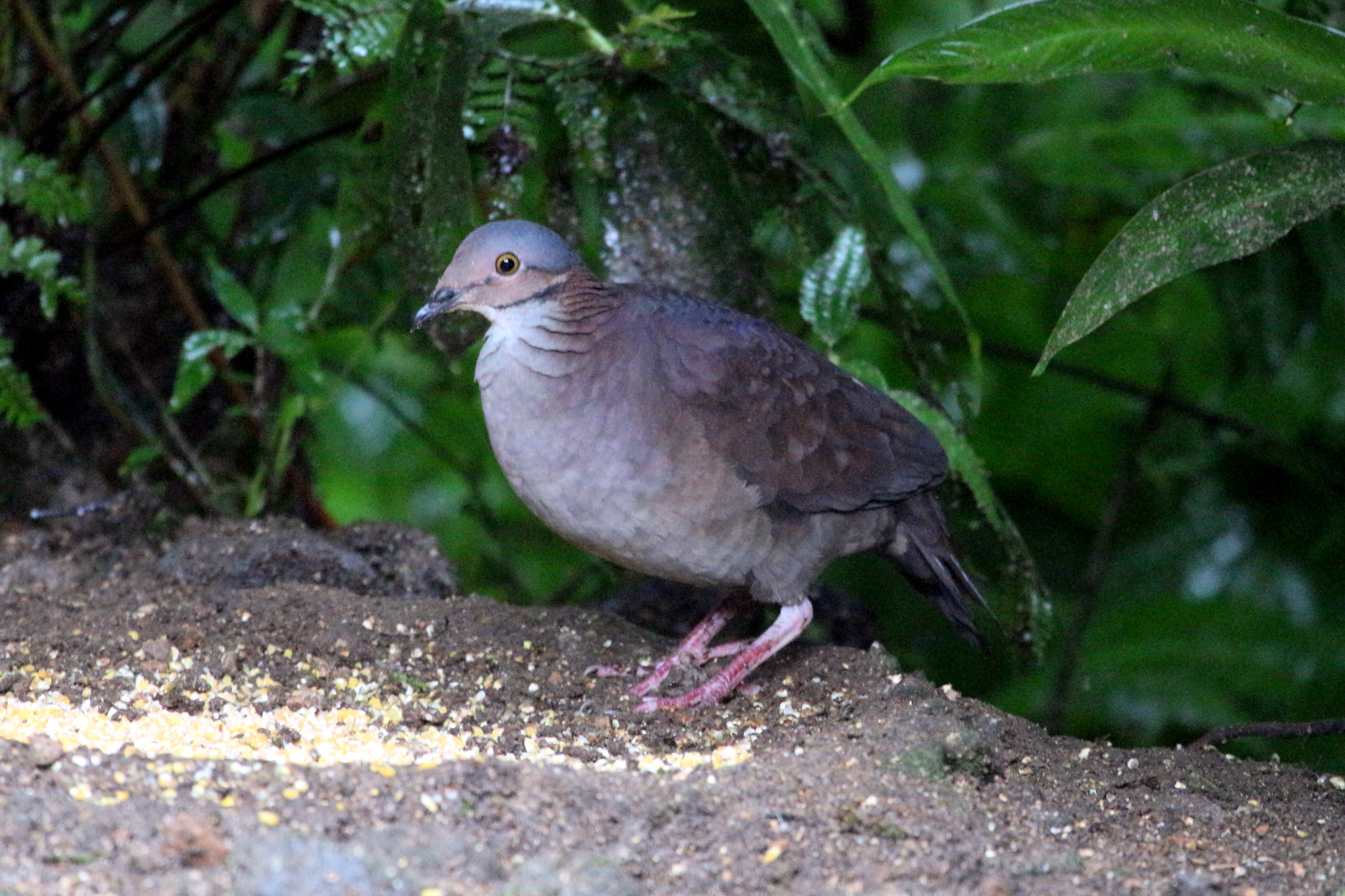 White-throated Quail-Dove