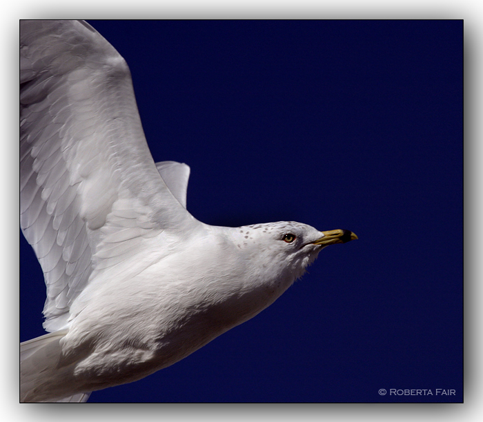 Seagull
