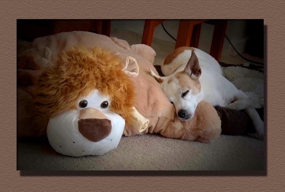 Napping With A Friend