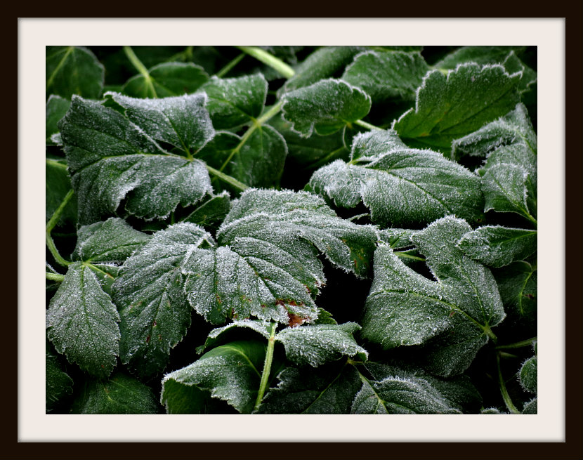 The Frost Arrives