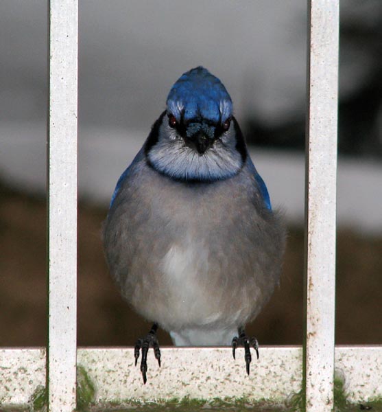 The Huffy Blue Jay