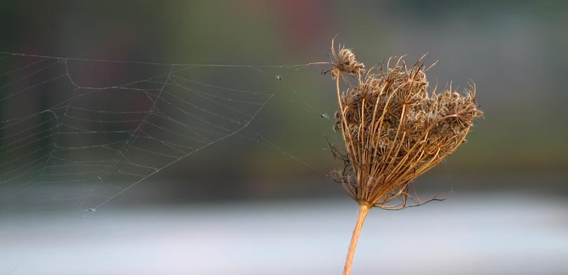 Windy Web