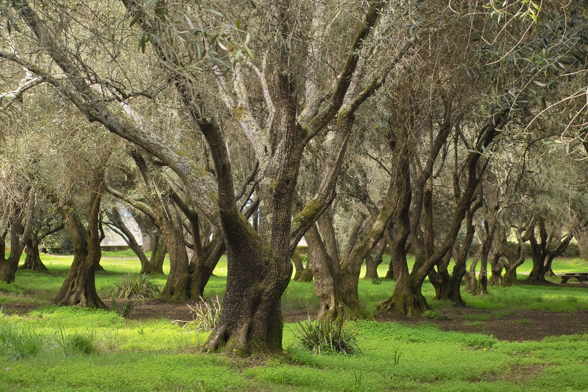 IMG12683 filoli olive orchard