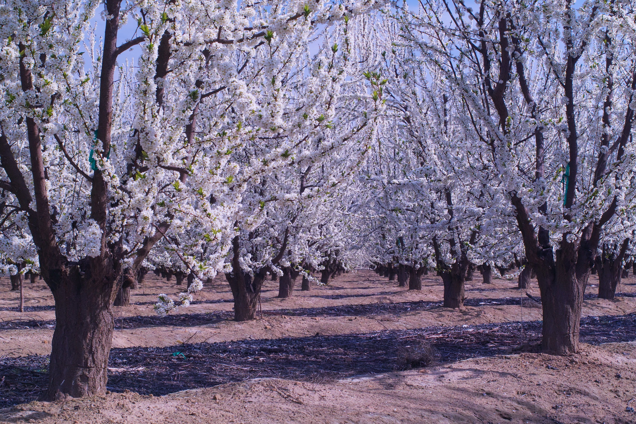 SDIM0528 plum blossom.jpg