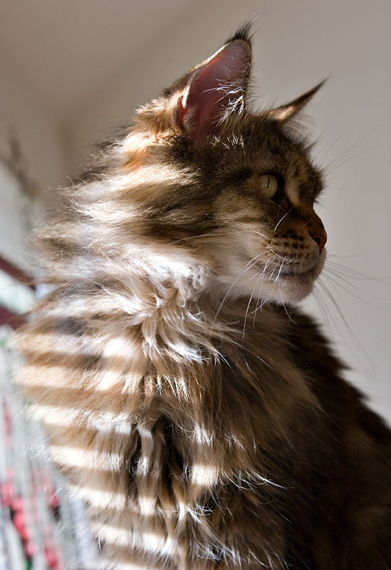 Stripey Fiona