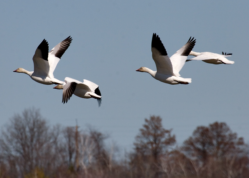 Snow Geese