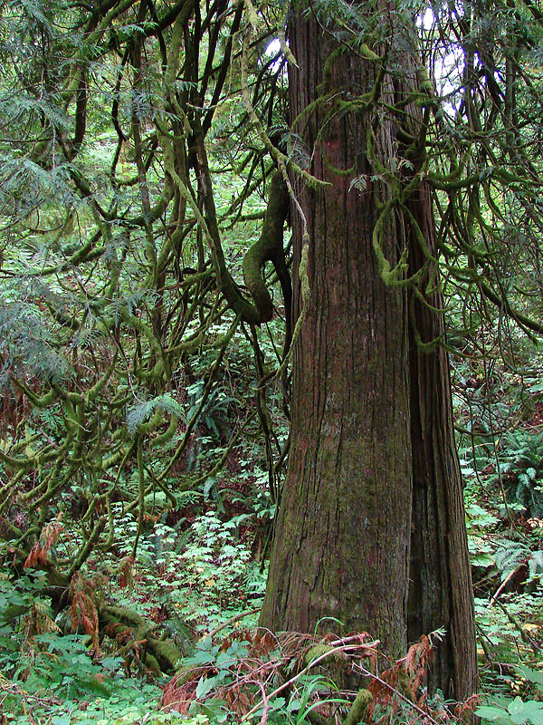 Old Cedar