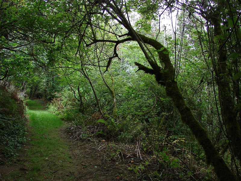 Walking in the woods