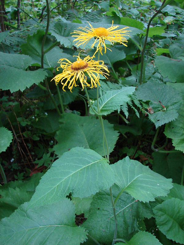 Wild daisies