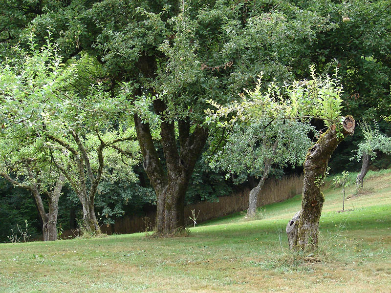 The orchard near the kennel