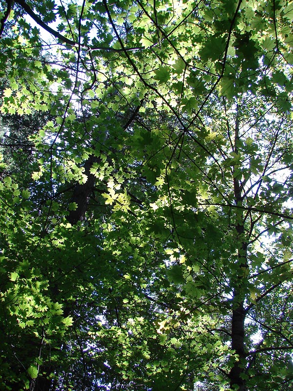 Sun in the trees
