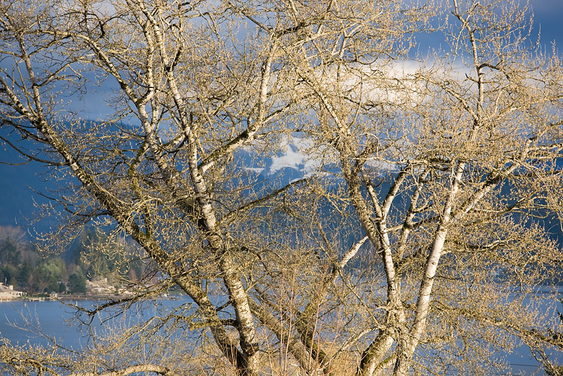 Spring is coming