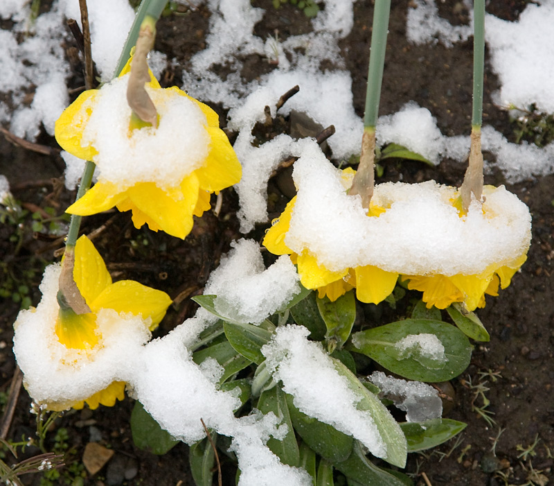 Spring Snow