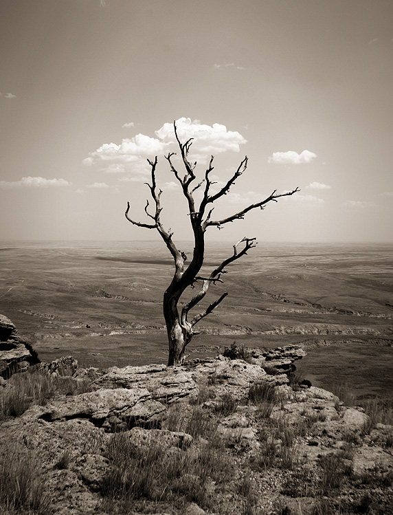 Tree 2