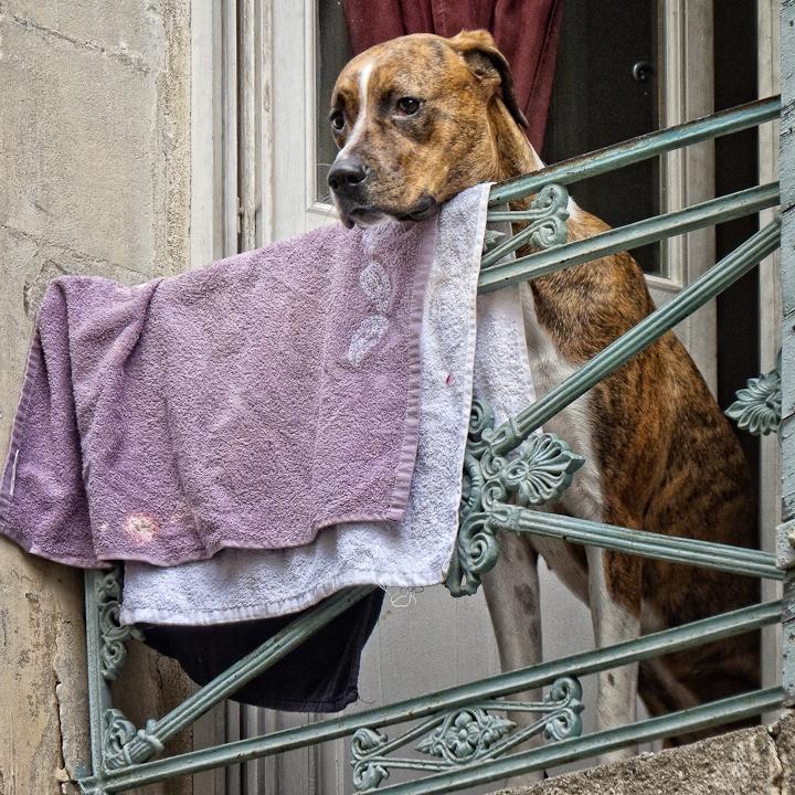 Arles, A Large Dog Hanging His Laundry