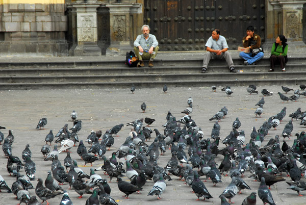 Pigeons, Plaza de San Francisco