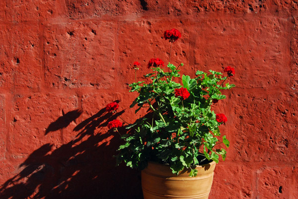 Flower pot and red wall, Monasterio de Santa Catalina, Areqiupa