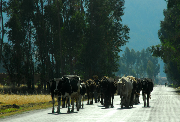 Cattle on the road to Santa Rosa de Ocopa, Valle del Mantaro