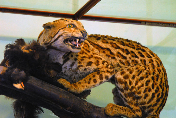 Ocelot (Leopardus pardalis) museum of Santa Rosa de Ocopa