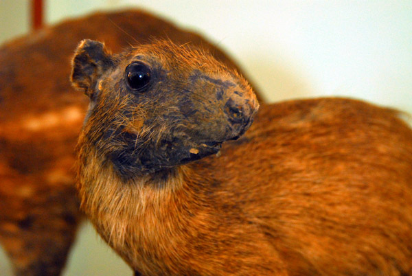 Capybara, the world's largest rodent, Amazonia