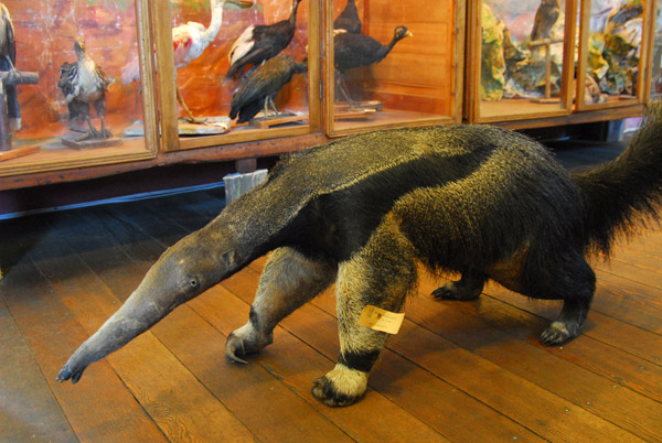 Anteater, Museum of Santa Rosa de Ocopa