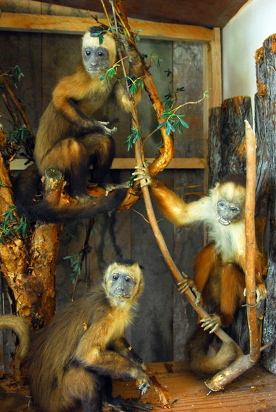 Amazonian monkeys, Museum of Santa Rosa de Ocopa