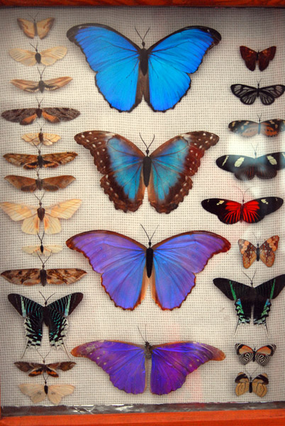 Butterflies, Museum of Santa Rosa de Ocopa