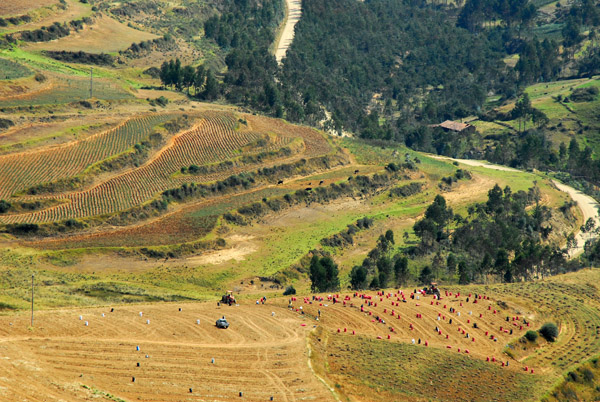 Terraced fields in the Andes, Valle del Mantaro