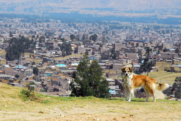 Dog posing on a ridge, Huancayo