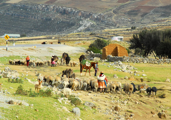 Andean indians with their livestock and a very attentive dog