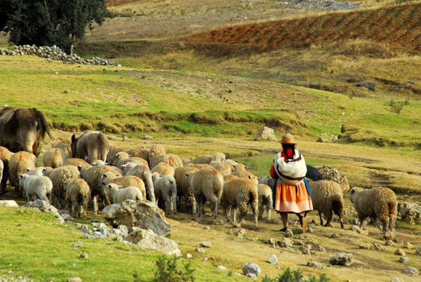 Indian woman herding livestock south of Huancayo