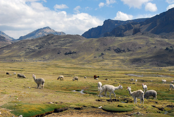 Alpaca, sheep and a few Llamas