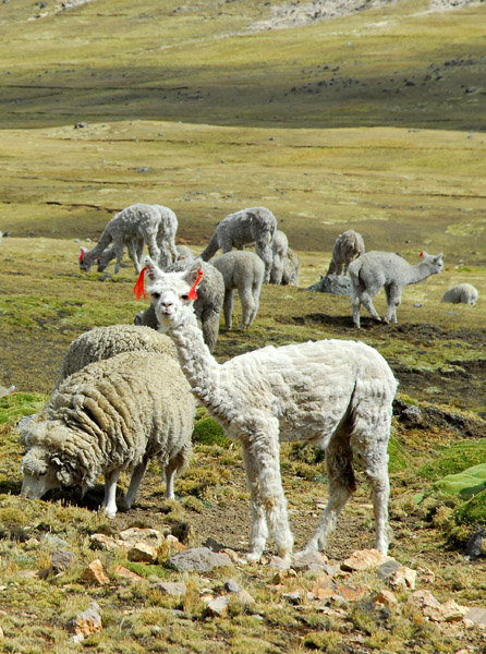 Alpaca with sheep