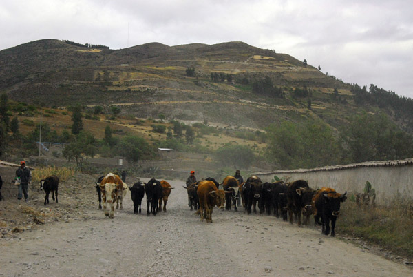 Herd of cows along the dirt road leaving Ayacucho to the southeast