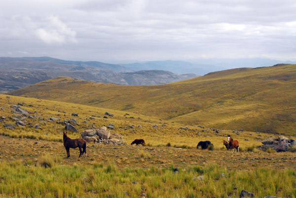 Horses near the Andalhuaylas turnoff
