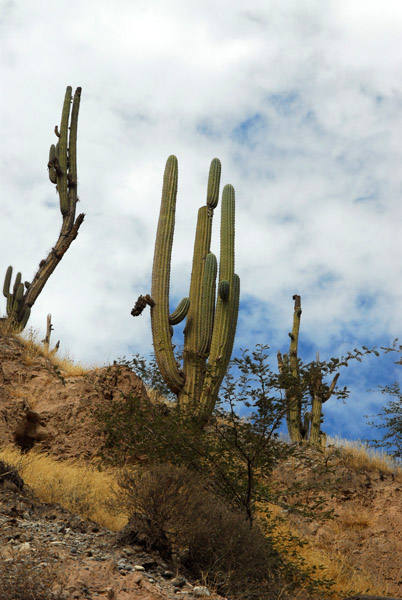 Big cactus, Apurimac