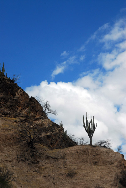 Cactus on a ridge