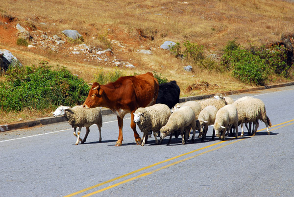 Sheep and a cow crossing the road