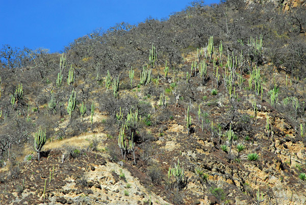 Cactus, Apurimac region, Peru