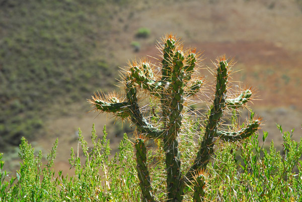 Cactus, Sacred Valley, Peru