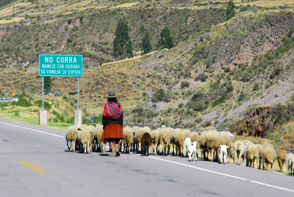 Herd of sheep along the main road