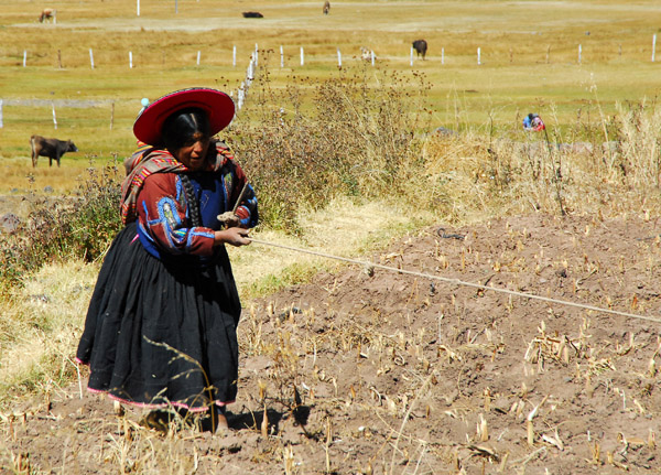 Peruvian Indian woman pulling a rope (with a cow on the other end) San Pedro de Raqchi