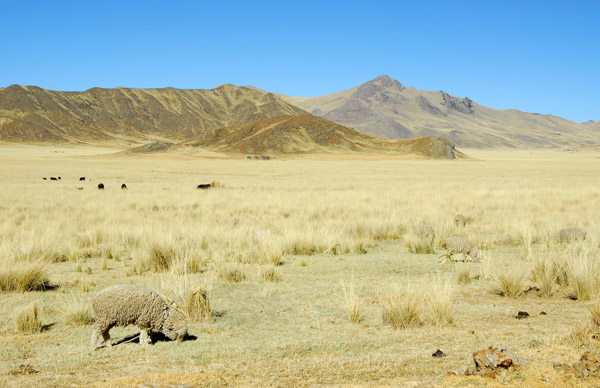 Sheep grazing on the Altiplano
