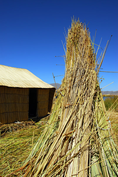 Totora reeds
