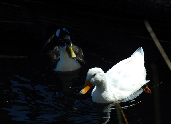 Ducks, Lake Titicaca