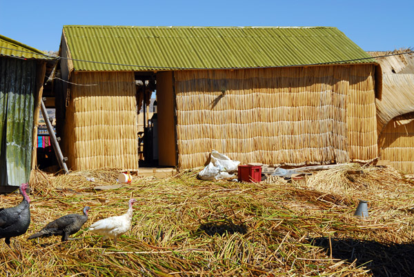 Turkeys wandering around the huts, Uros Islands