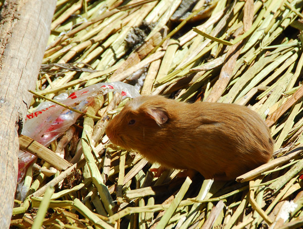 Guinea Pig, Uros Islands