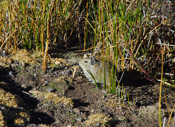 To Peruvian highlanders, Guinea Pig (cuy) is a delicacy